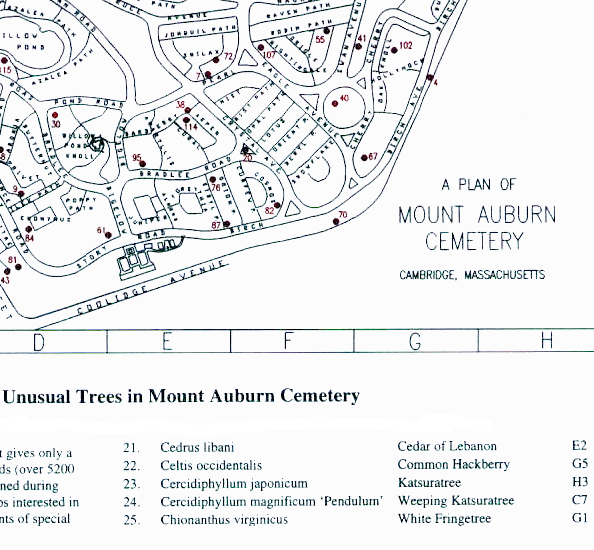 A section of the map printed in the brochure