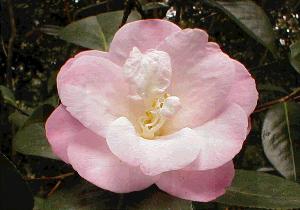 Camellia Japonica 'Berenice Boddy'