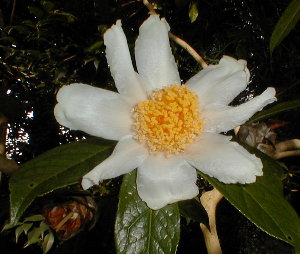 Camellia granthamiana