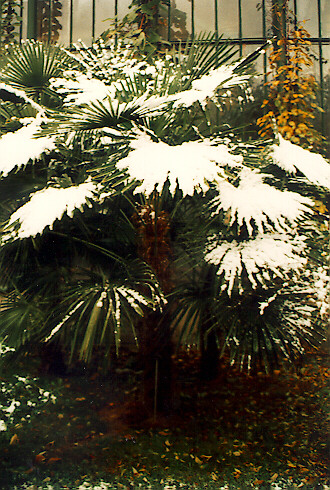 Trachycarpus fortunei at ELTE Botanical Garden