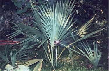 Sabal minor at ELTE Botanical Garden