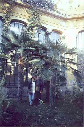 Group Trachycarpus fortunei at ELTE Botanical Garden