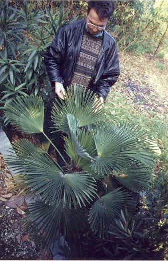 Trachycarpus wagnerianus, 8 years of age, at ELTE Botanical Garden